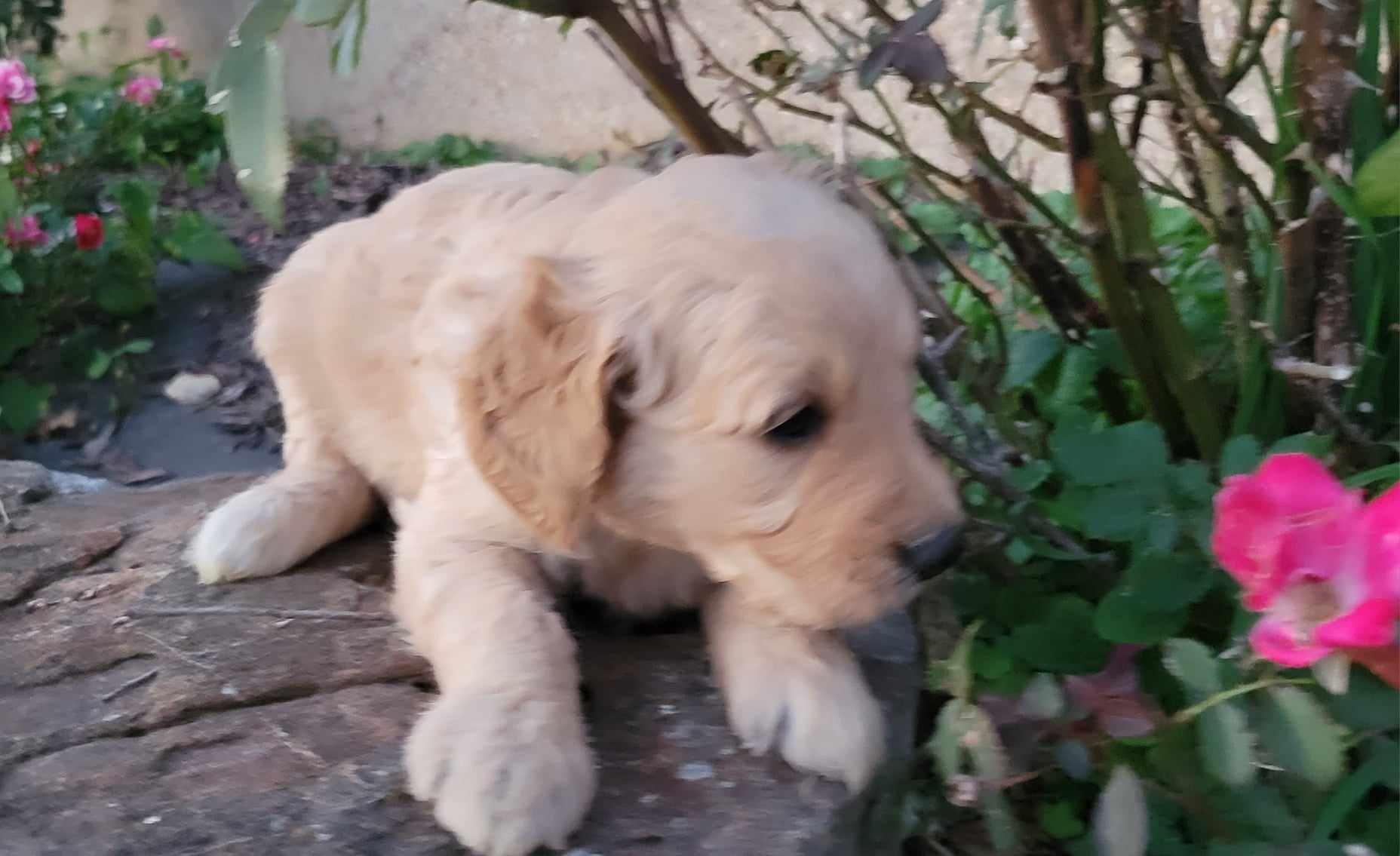 puppy, for, sale, Poodle Standard/Golden Retriever, Lana  Arnall, dog, breeder, Hartville, MO, dog-breeder, puppy-for-sale, forsale, nearby, find, puppyfind, locator, puppylocator, aca